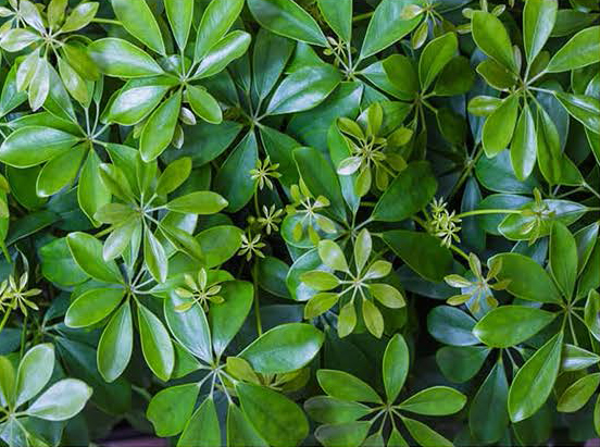 Schefflera