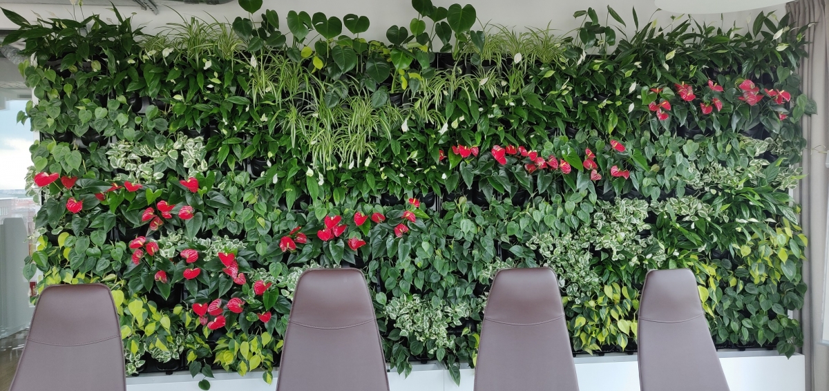 Ściana z żywych roślin w sali konferencyjnej
