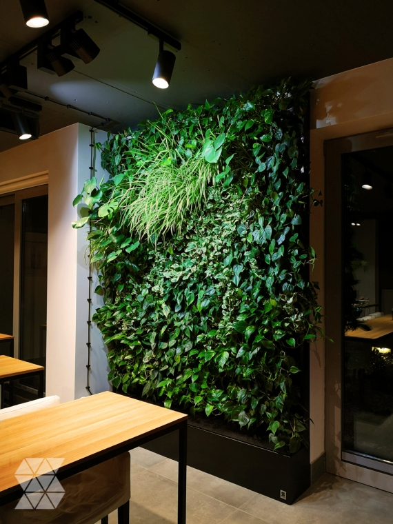 Ściana z żywych roślin w sali wykładowej