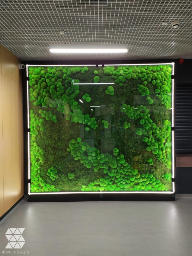 Ściany z mchu leśnego kępkowego, płaskiego i chrobotka