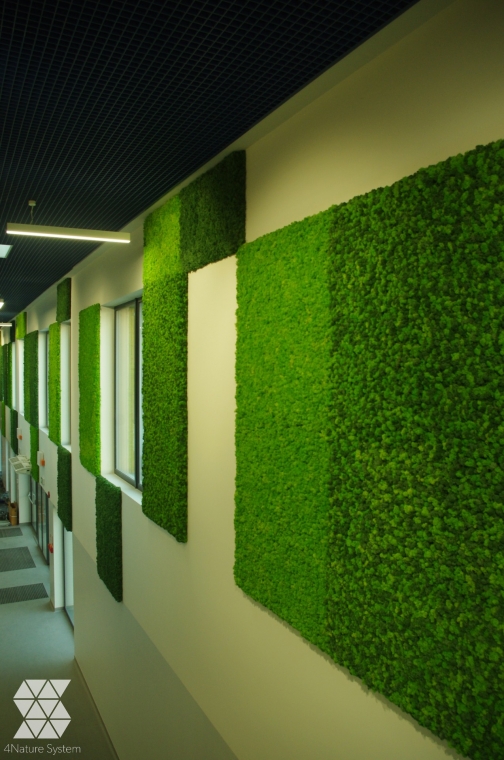 Ściany z mchu leśnego kępkowego, płaskiego i chrobotka