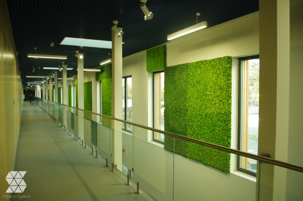 Ściany z mchu leśnego kępkowego, płaskiego i chrobotka