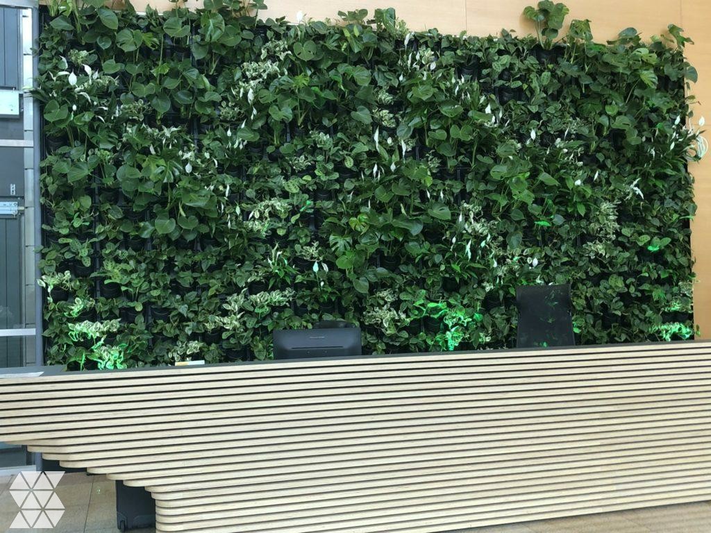 Ściany z roślin i mchu stabilizowanego w Tulipan House na Mokotowie