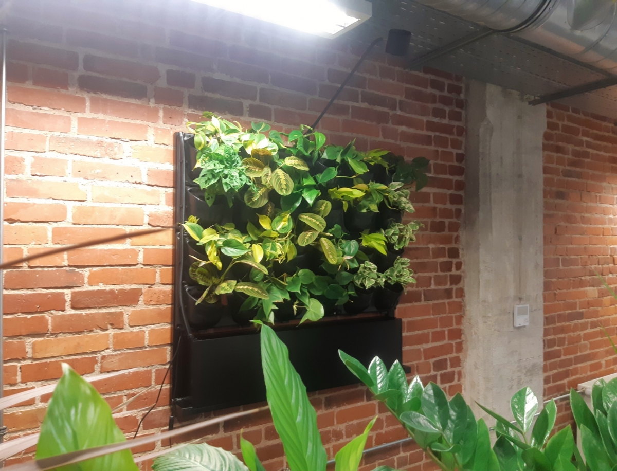 Ściany z roślin w wersji mobilnej i wiszącej w biurze Ansee