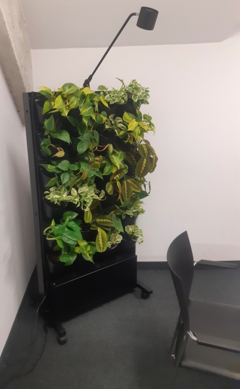 Ściany z roślin w wersji mobilnej i wiszącej w biurze Ansee