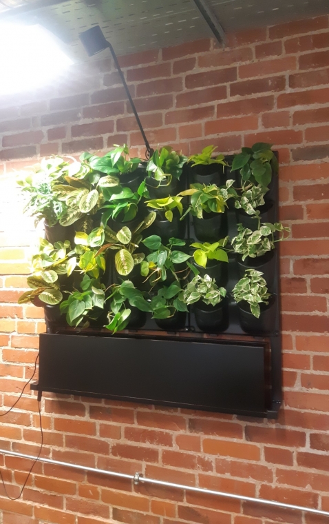 Ściany z roślin w wersji mobilnej i wiszącej w biurze Ansee