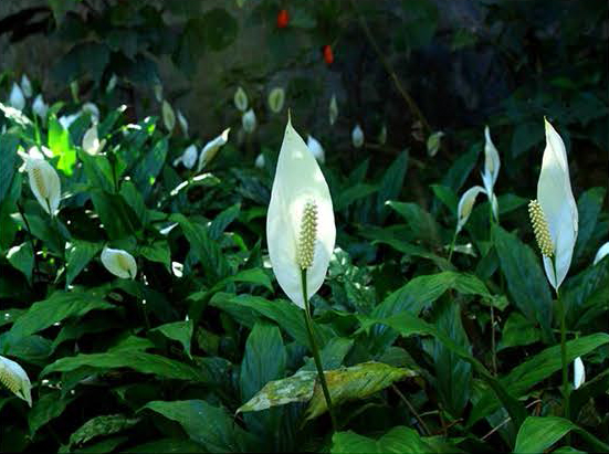 spathiphyllum