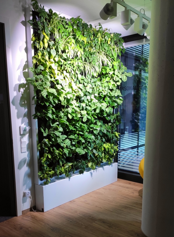 Zielona ściana w modelu subskrypcji i panel z mchu