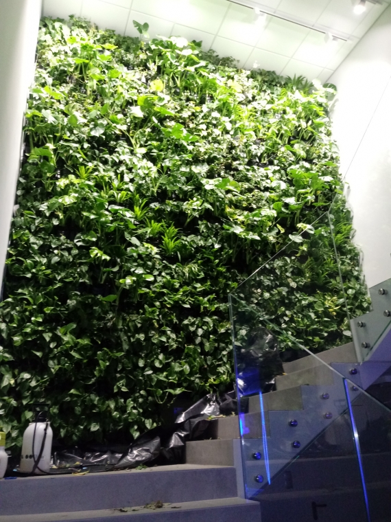 Zielona ściana w obiegu otwartym dla firmy Jeven