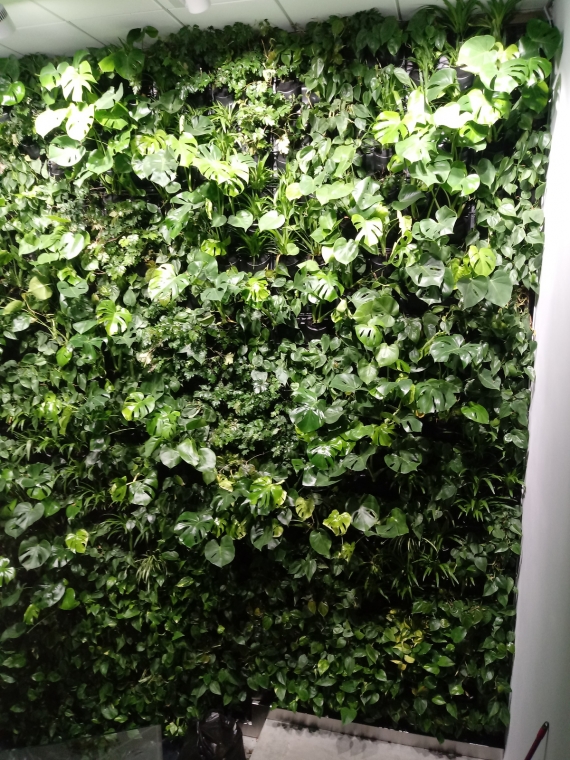 Zielona ściana w obiegu otwartym dla firmy Jeven