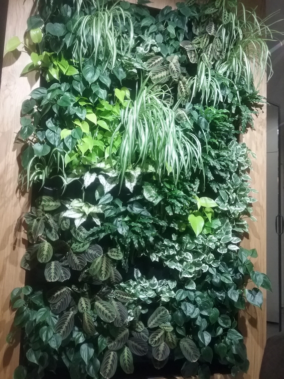 Żywa ściana z roślin w pokoju dziennym